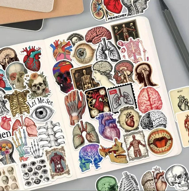 Анатомические наклейки 