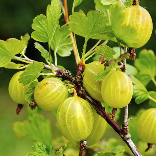 Саджанці агрусу на штамбі Левеллер (привитий) - 2-річний Чернівці - фото 1