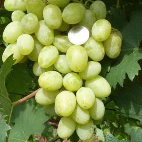 Cаджанці винограду Мускат Дубовський (черенкований) - 2-річний Чернівці