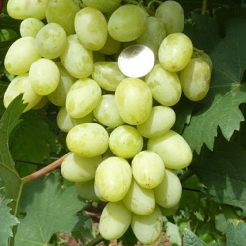 Саженцы винограда Мускат Дубовский (черенкованный) - 2-летний Черновцы - изображение 1