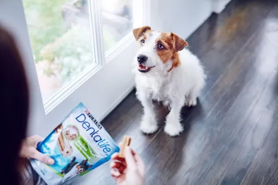 Додатковий сухий корм Purina Dentalife для дорослих собак малих порід (для підтримки здоров'я порожнини рота) 7x16 г Вінниця