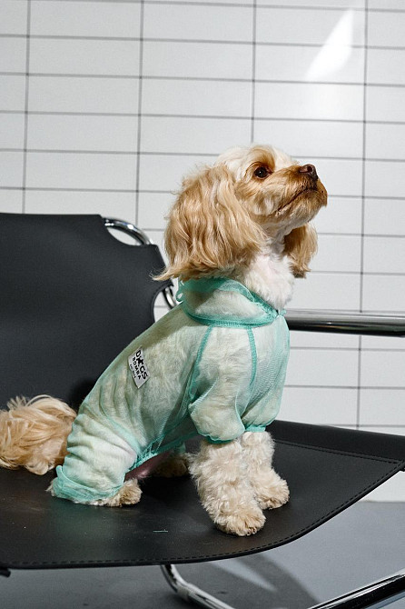 Одежда от клещей для собак комбинезон сетчатый костюм Dogs Bomba унисекс цельный мятный 6 Одесса - изображение 8