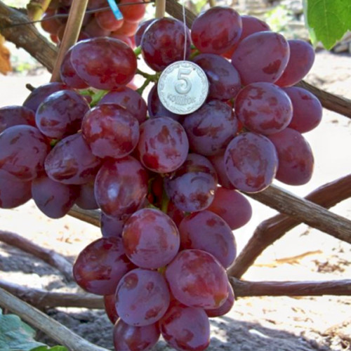 Саженцы винограда Рубиновая Капля (черенкованный) - 1-летний Черновцы - изображение 1
