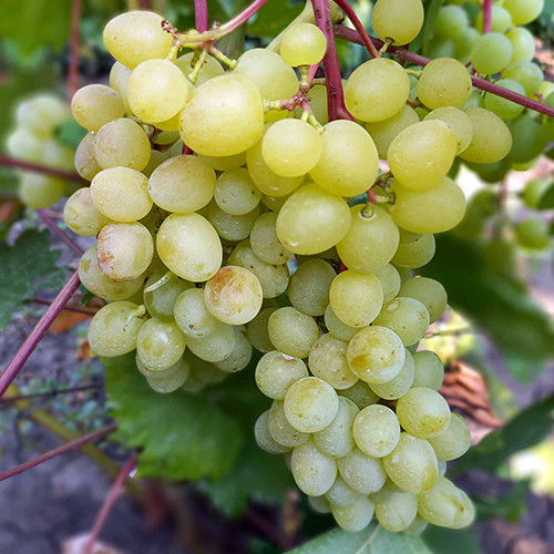 Cаджанці винограду Цимус (черенкований) - 1-річний Чернівці - фото 1