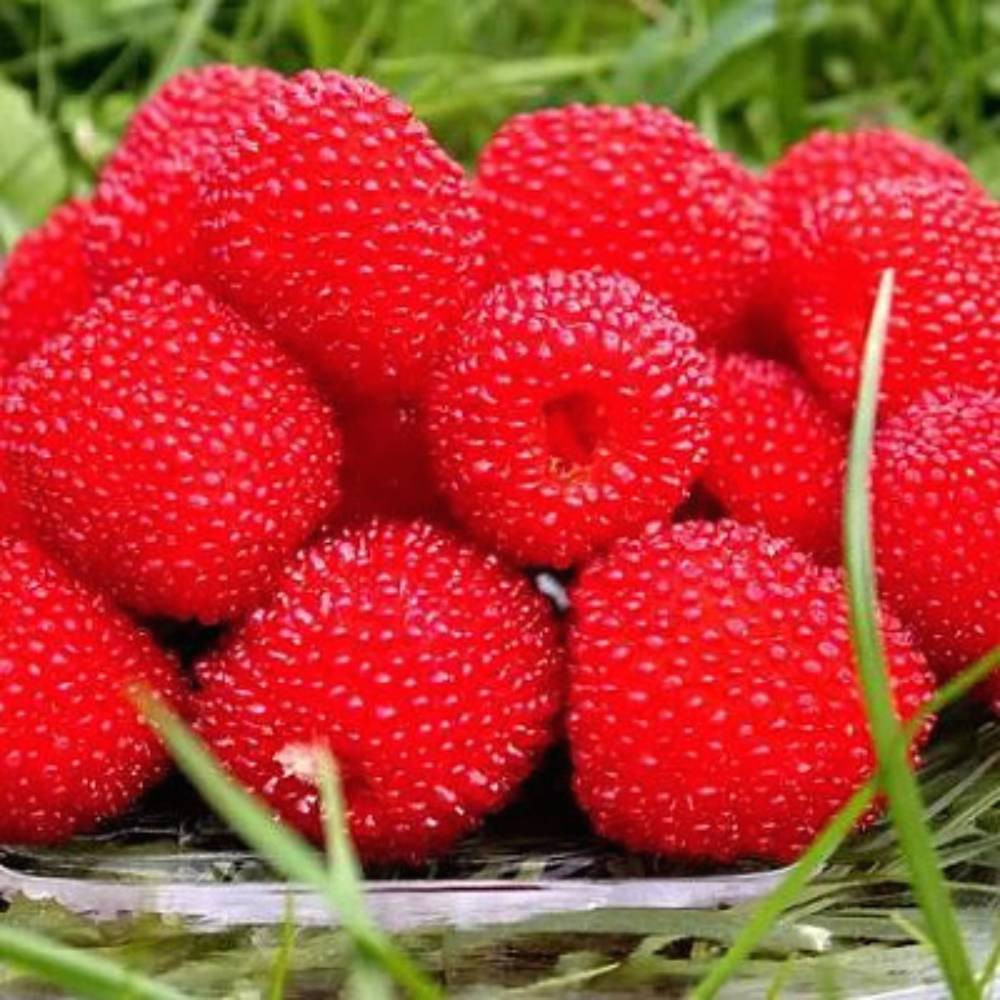 Саженцы тибетской малины Мяо Мяо Черновцы - изображение 1