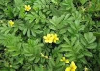 Лапчатка гусинная (Перстач гусячий), 100г master sem Киев - изображение 1