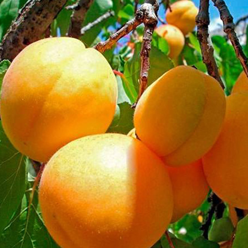 Саджанці абрикоса Медовий (привитий) - 2-річний Чернівці - фото 1