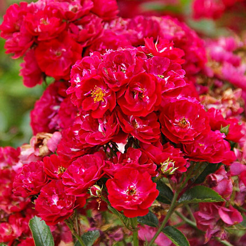 Саженцы роз Альберих (привитый) - 2-летний Черновцы - изображение 1