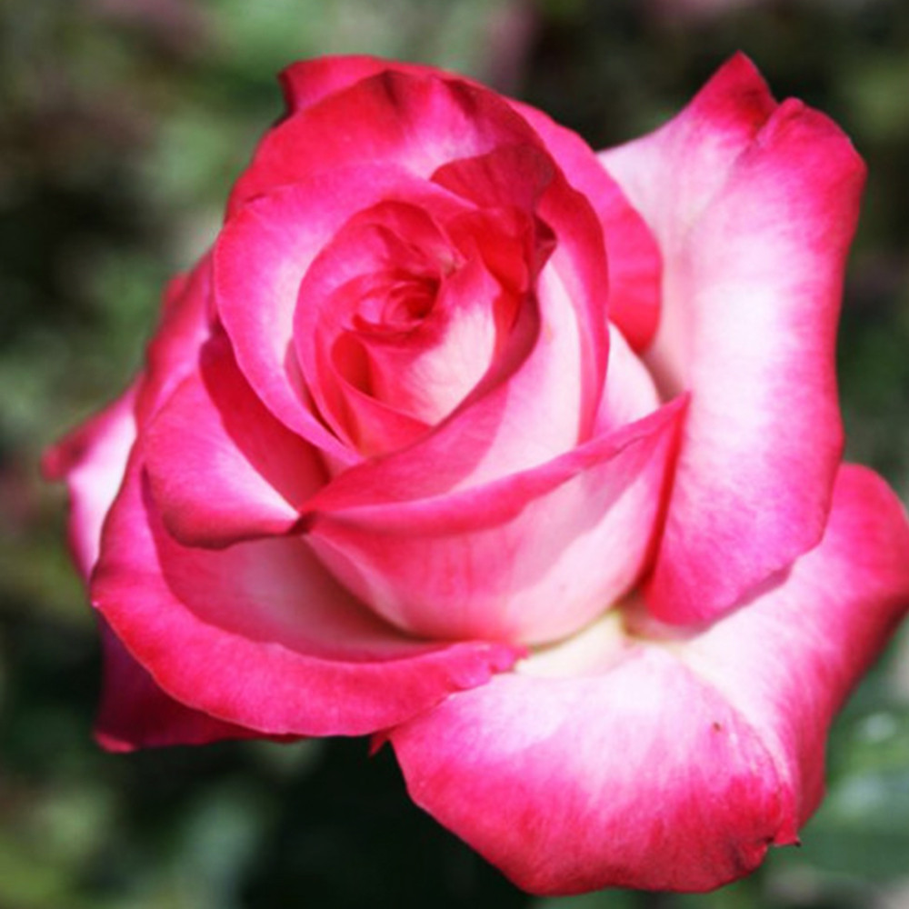 Саженцы чайно-гибридных роз Утро Парижа (привитый) Черновцы - изображение 3