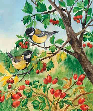 Детская энциклопедия про лес 614016 для дошкольников Винница