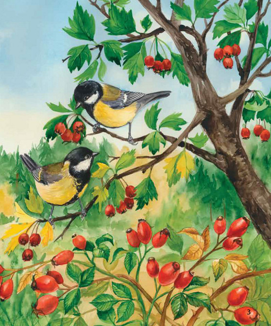 Детская энциклопедия про лес 614016 для дошкольников Винница - изображение 6