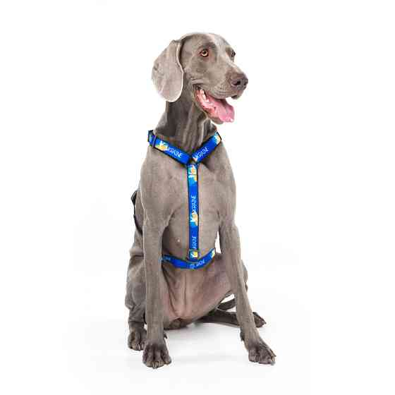Шлея для собак анатомічна H-подібна WAUDOG Nylon з QR-паспортом, матеріал нейлон, малюнок "Прап Коломыя
