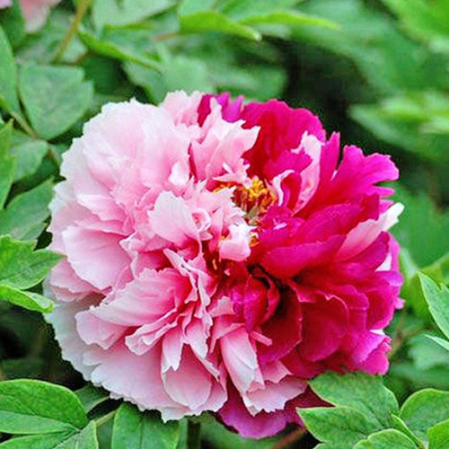 Саженцы пиона древовидного Цяо Систерс (сеянец) - 2-летний Черновцы - изображение 1