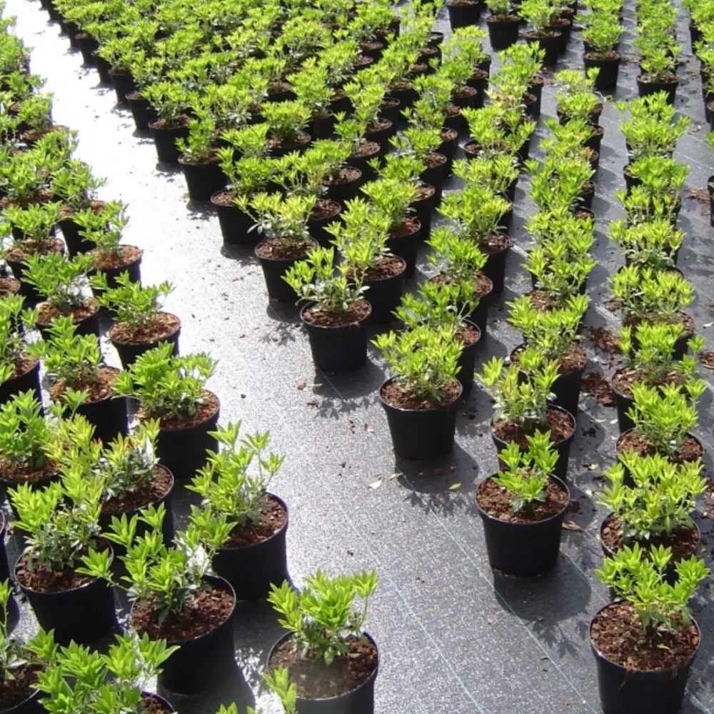 Агротканина 85 г/м2 1,6 х 50 м. агроткань для клубники Дніпро - фото 3