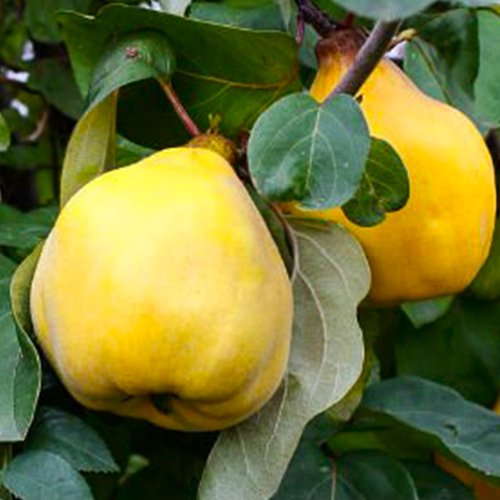 Саджанці айви Успіх (привитий) - 2-річний Чернівці - фото 2