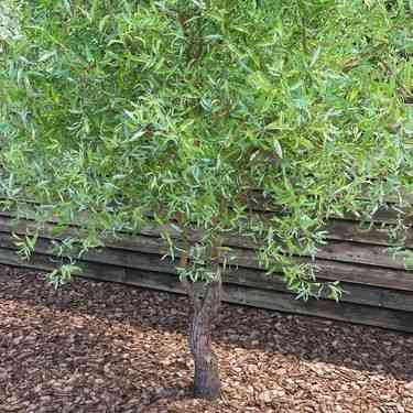 Саженцы ивы вьющейся Матсудана Тортуоза (черенкованный) - 2-летний Черновцы