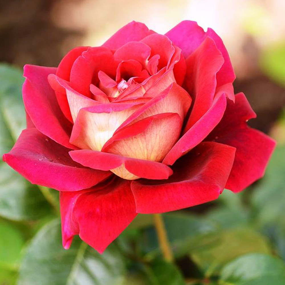 Саджанці чайно-гібридних троянд Кроненбург (привитий) Чернівці - фото 3