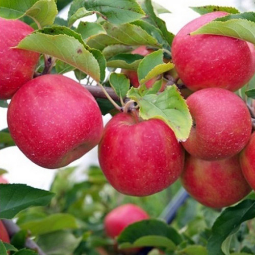 Саджанці яблуні Рубінола (привитий) - 1-річний Чернівці - фото 1