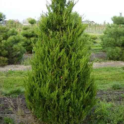 Саджанці ялівцю Спартан (черенкований) - 3-річний Чернівці