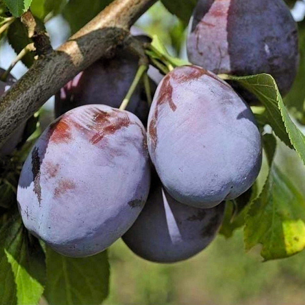 Саженцы сливы Амерс (привитый) - 1-летний Черновцы - изображение 3