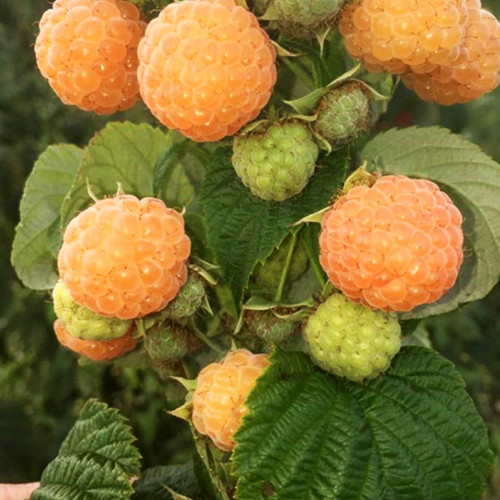 Саджанці малини Ранкова Роса (черенкований) - 1-річний Чернівці - фото 1