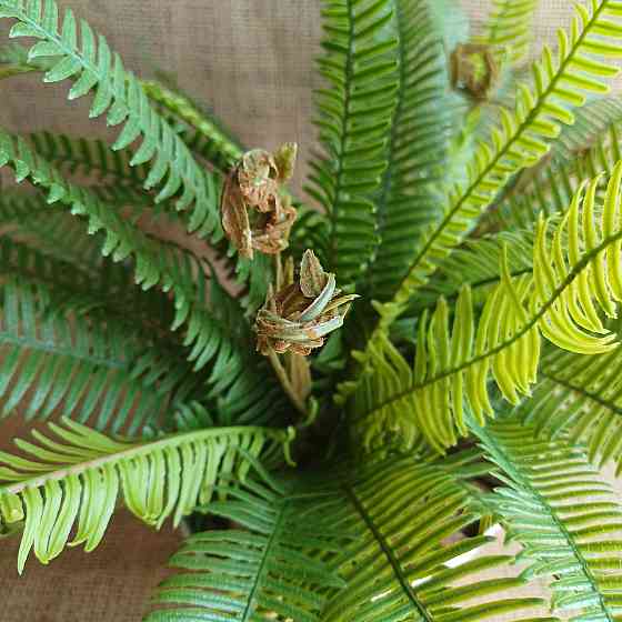 Штучний кущ міні папороті з латексу Дніпро