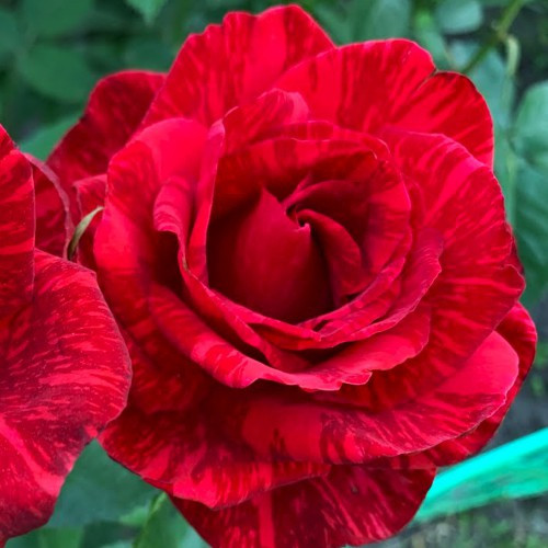 Саджанці чайно-гібридних троянд Ред Інтуїшн (привитий) Чернівці - фото 3