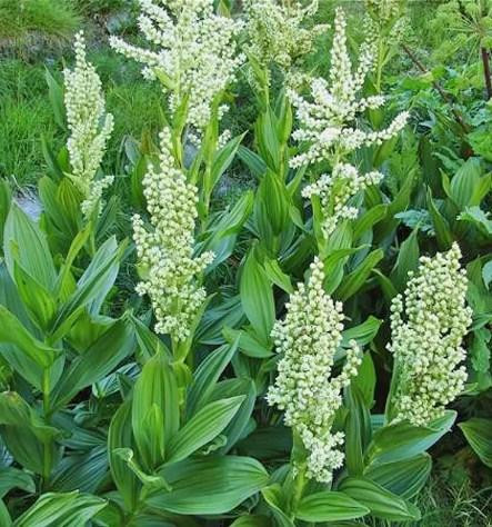 Корінь чемериці білої (Корень чемерицы белой) 100г master sem Киев - изображение 1