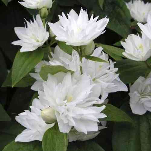 Саженцы жасмина Снежинка Миннесоты (черенкованный) - 2-летний Черновцы