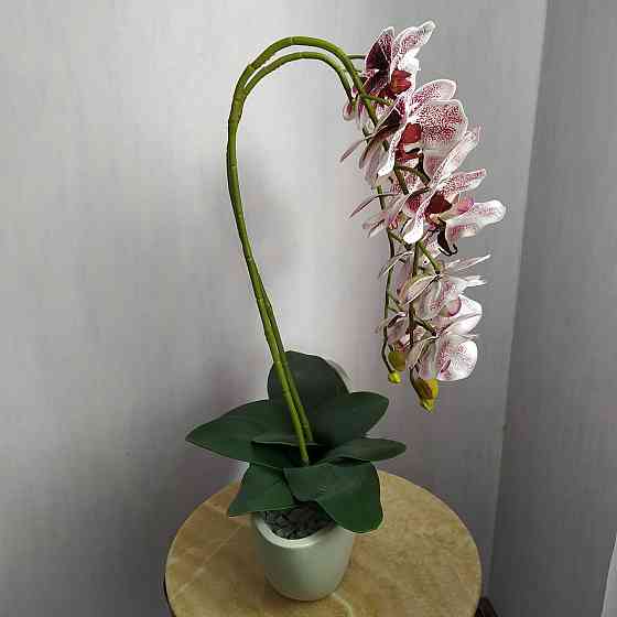 Штучна латексна орхідея VIP у бежевому керамічному кашпо на дві гілки бордовий градієнт Дніпро