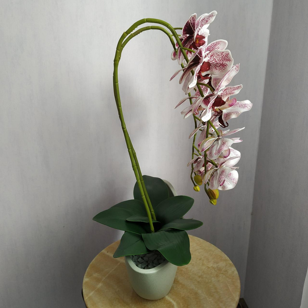 Штучна латексна орхідея VIP у бежевому керамічному кашпо на дві гілки бордовий градієнт Дніпро - фото 4