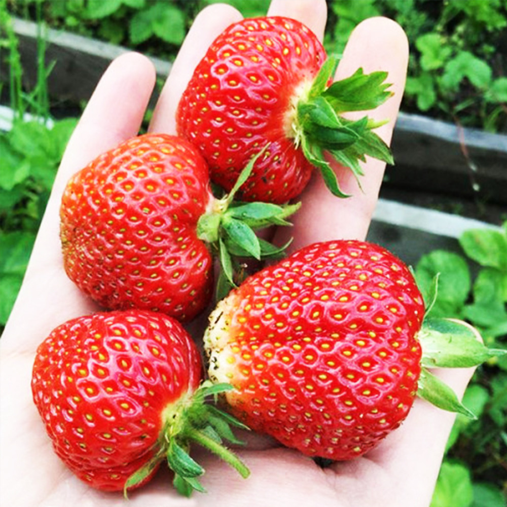 Саджанці полуниці Ірма (10 штук) (ремонтантна) Чернівці - фото 2