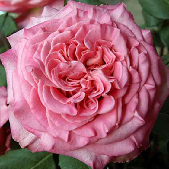 Саджанці чайно-гібридних троянд Ешлі (привитий) Чернівці