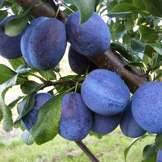 Саженцы сливы Топ Хит (привитый) - 2-летний Черновцы