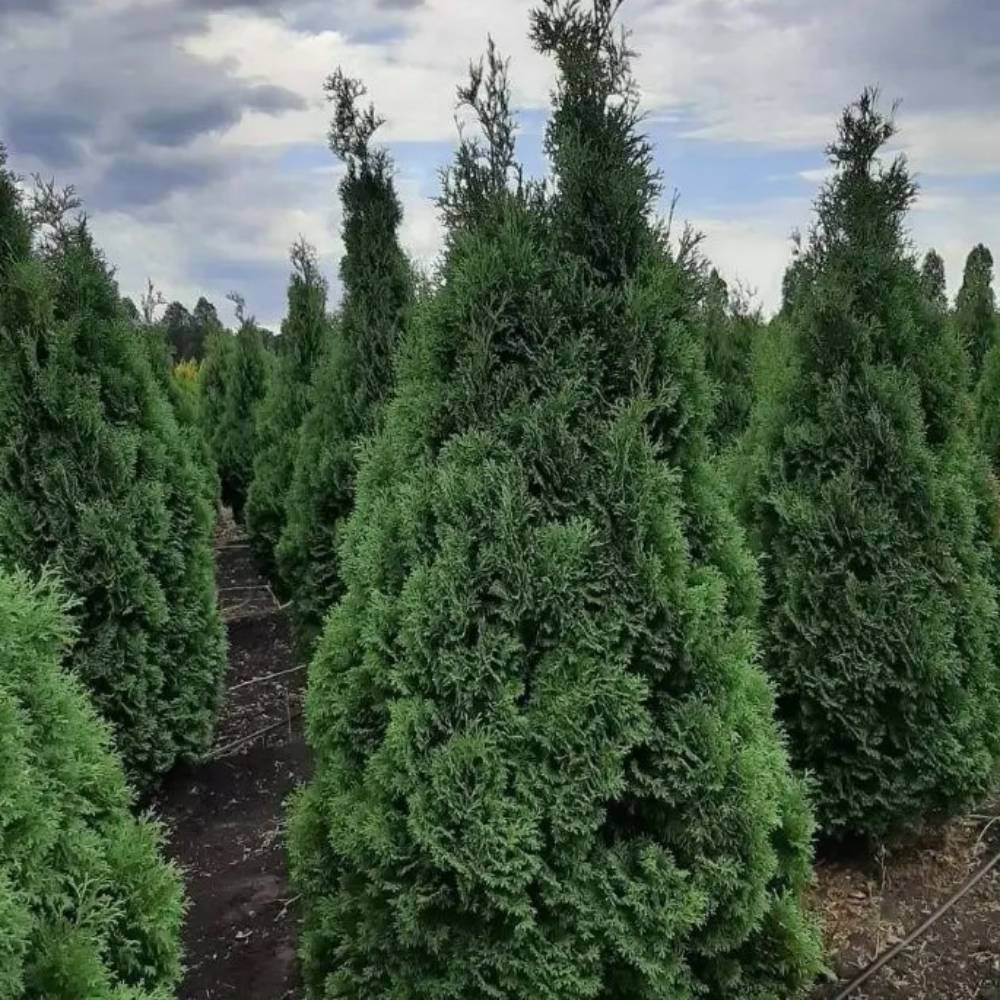 Саженцы западной туи Холмструп Черновцы - изображение 1