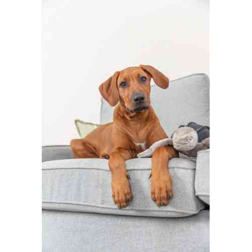 Игрушка Trixie для собак BE NORDIC Черепаха Хауке полиэстер/хлопок серый 34 см Винница