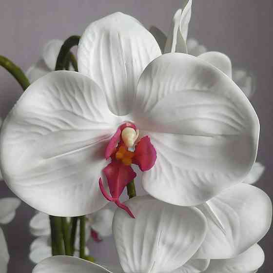 Штучна латексна орхідея преміум в білому керамічному кашпо на п'ять гілок біло-малинова Дніпро