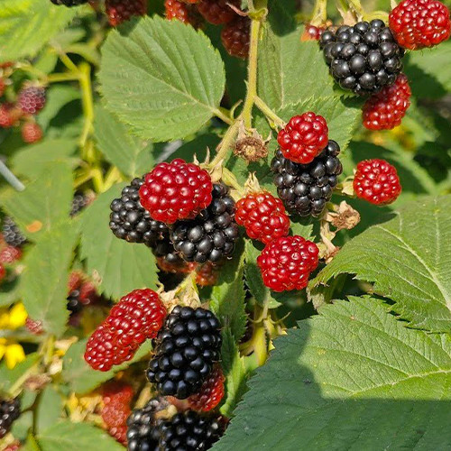 Саженцы ежевики Трипл Краун (черенкованный) - 2-летний Черновцы - изображение 1