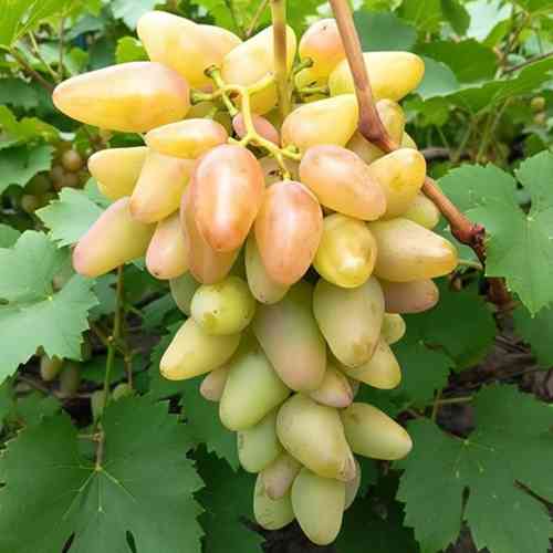 Саженцы винограда Артек (черенкованный) - 2-летний Черновцы