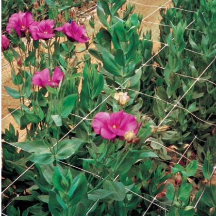 Сітка шпалерна 12,5*12,5 1*500 метрів (біла) квіткова сітка Дніпро