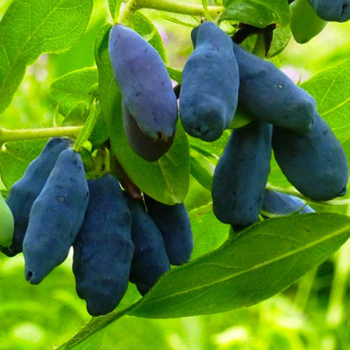 Саженцы жимолости Виола (черенкованный) - 3-летний Черновцы - изображение 1