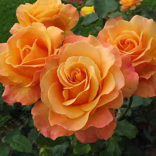 Саджанці троянд Міракл (привитий) - 2-річний Чернівці