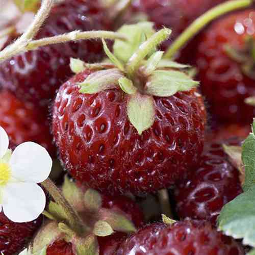 Саджанці полуниці Фрамберрі (ремонтантна) - 1-річний Чернівці