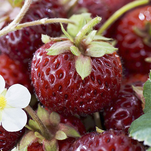 Саджанці полуниці Фрамберрі (ремонтантна) - 1-річний Чернівці - фото 1