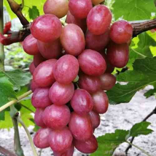 Cаджанці винограду Динька (черенкований) - 1-річний Чернівці