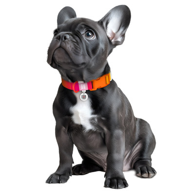 Ошейник для животных WAUDOG Nylon Recycled с QR паспортом, градиент, XL оранжевый (47034) Винница - изображение 4