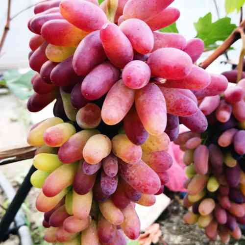 Саженцы винограда Карнавал (черенкованный) - 2-летний Черновцы