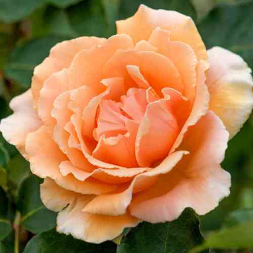 Саженцы роз Джаст Джой (привитый) - 2-летний Черновцы