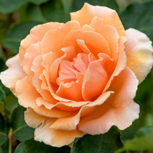 Саженцы роз Джаст Джой (привитый) - 2-летний Черновцы - изображение 1