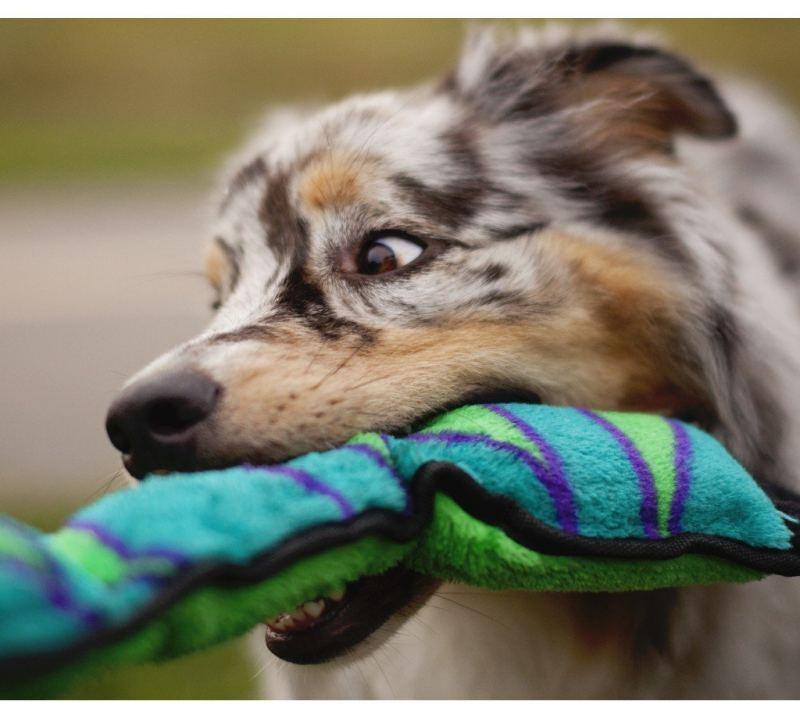 Игрушка пищалка для собак Непобедимая змея Outward Hound Invincibles Snakes (Аутвард Хаунд) Запорожье - изображение 7
